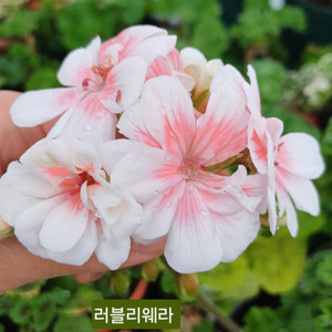 제라늄 러블리웨라 러시아제라늄