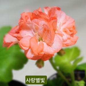 제라늄 사랑별빛