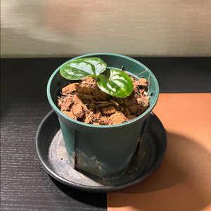 안스리움 럭셔리안스 x 다크피닉스