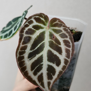 안스리움 다크실버