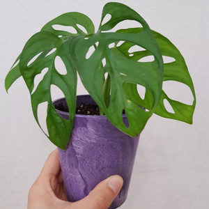 몬스테라 아단소니 라니아타