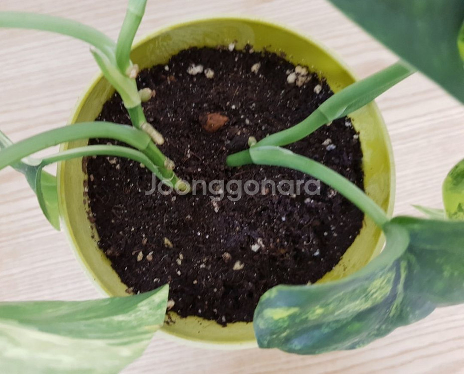 제이드샤틴 마블 바리에가타--3