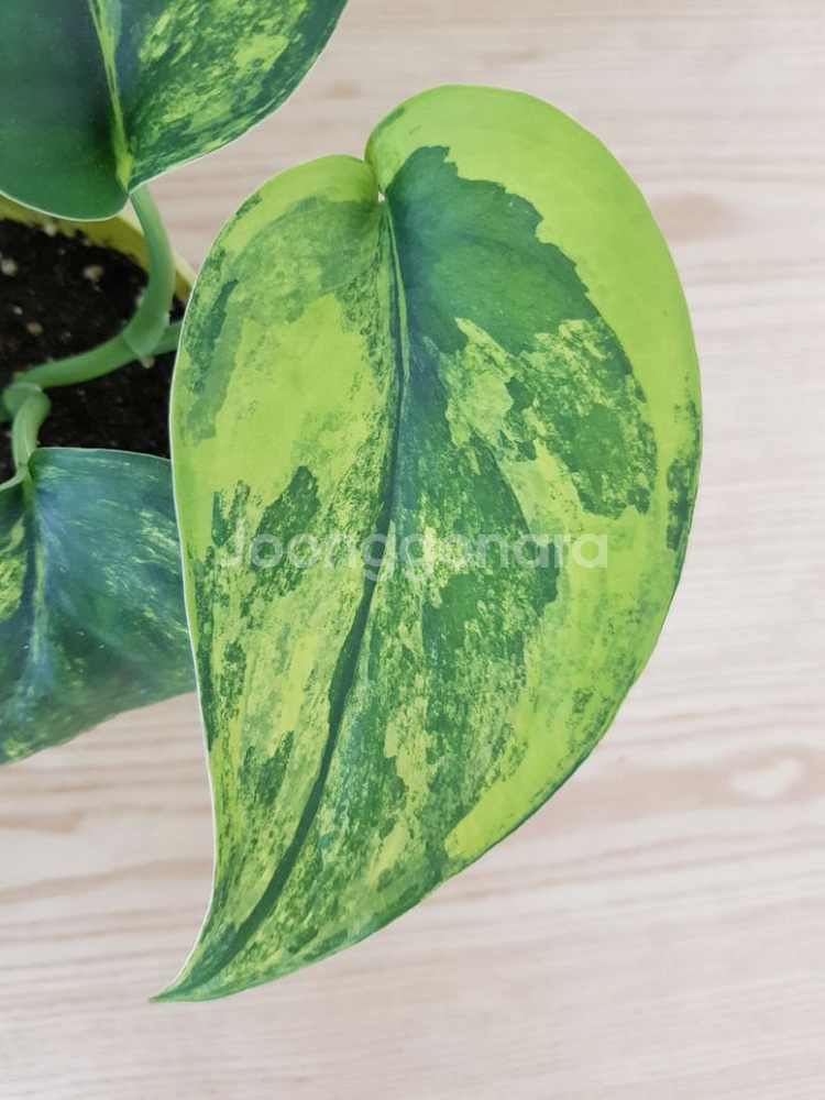 제이드샤틴 마블 바리에가타--2