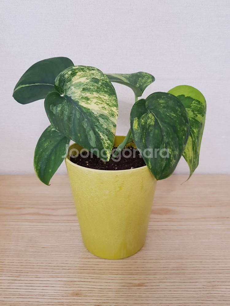 제이드샤틴 마블 바리에가타--0