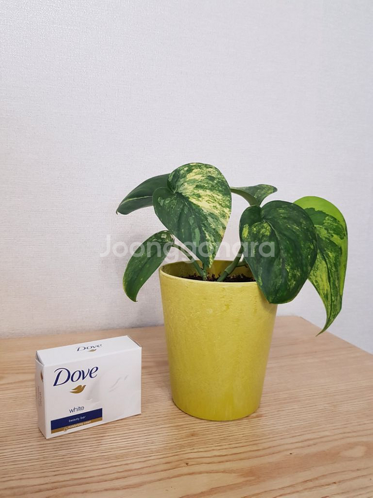 제이드샤틴 마블 바리에가타--1