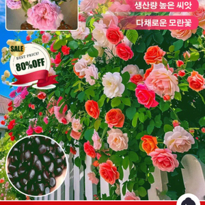 한우정액 팝니다
