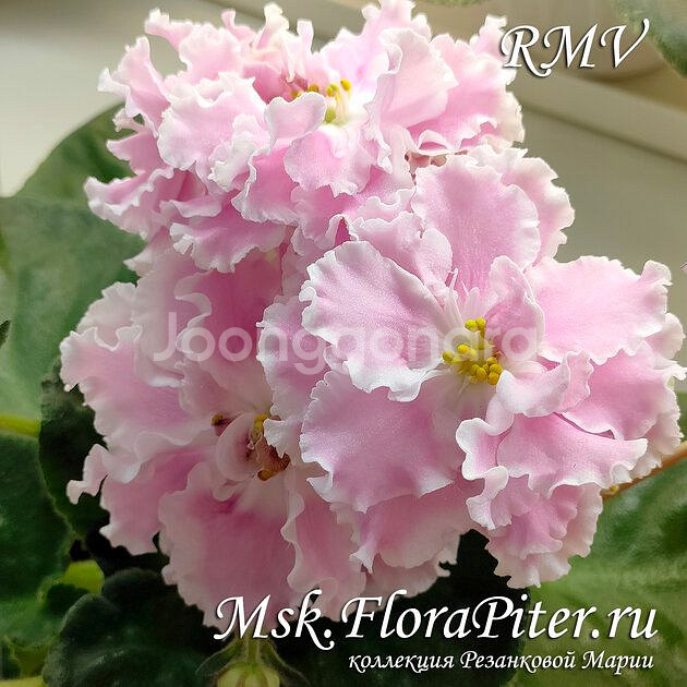 러시아 바이올렛) TF 말비나--0