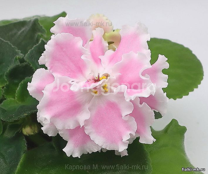 러시아 바이올렛) TF 말비나--1