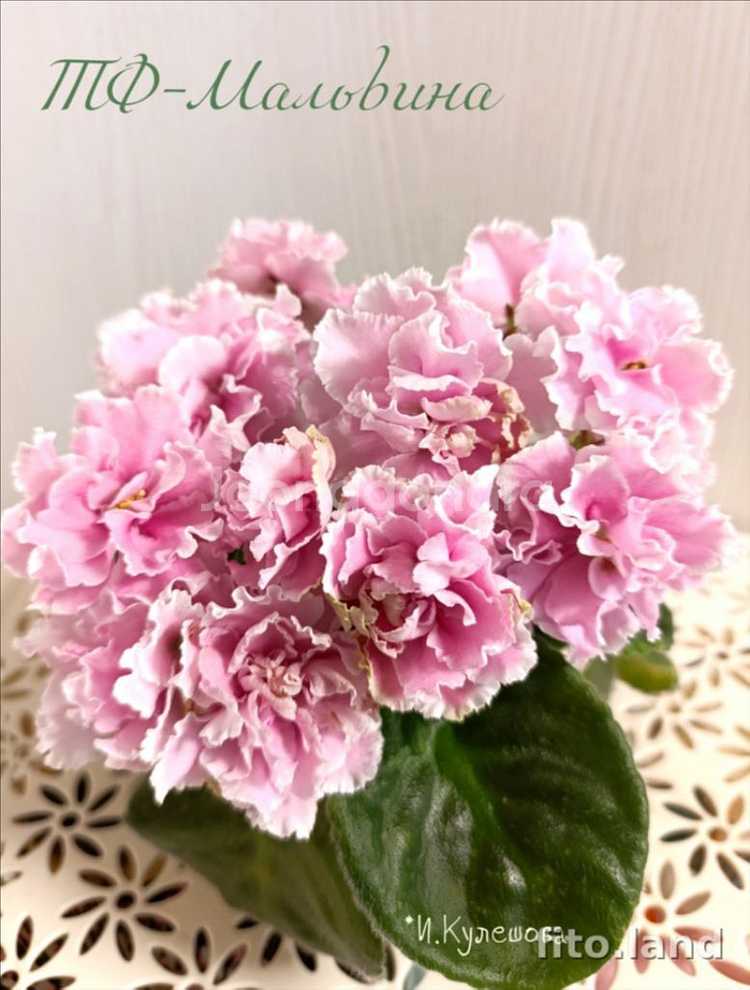 러시아 바이올렛) TF 말비나--2