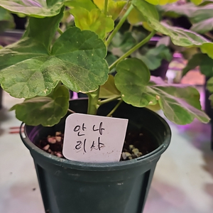 안나리사 제라늄