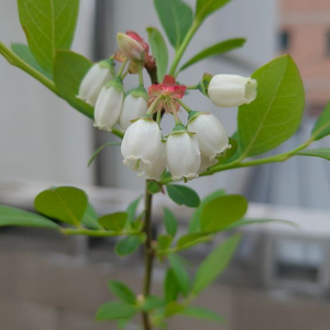 글로 프로슬림