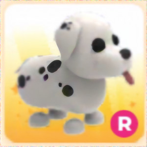 입양하세요 R 산강 (달마시안)