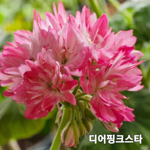 스텔라 제라늄 3종
