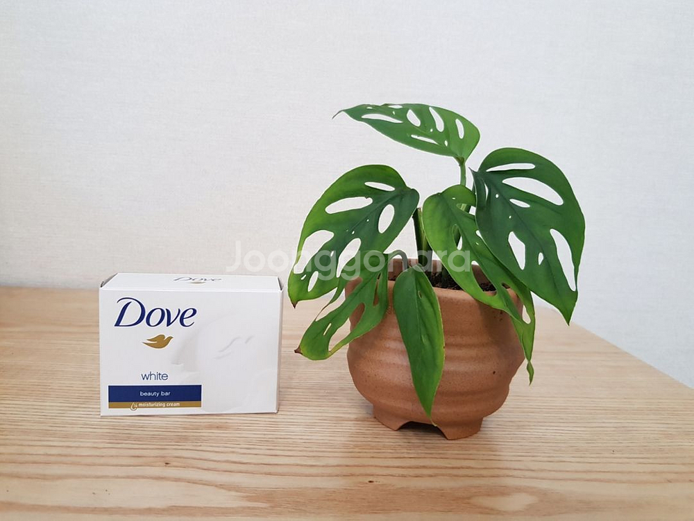 몬스테라 아단소니 라니아타--2