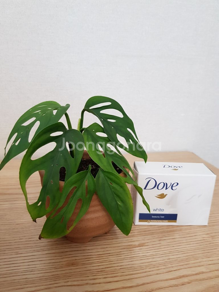 몬스테라 아단소니 라니아타--1