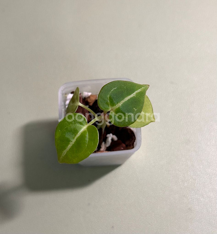 안스리움 도라야끼X테줄라 레드크리스탈리넘--0