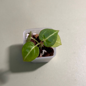 안스리움 도라야끼X테줄라 레드크리스탈리넘