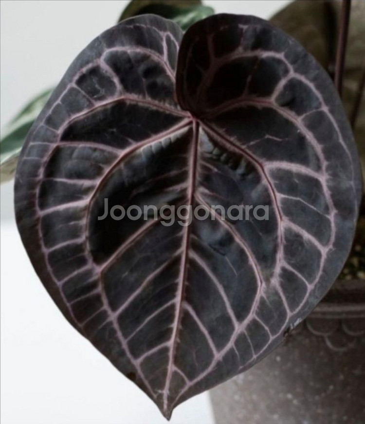 안스리움 도라야끼X테줄라 레드크리스탈리넘--2