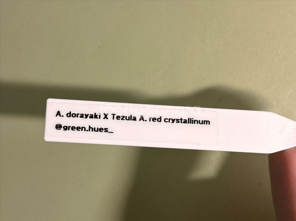 안스리움 도라야끼X테줄라 레드크리스탈리넘--1