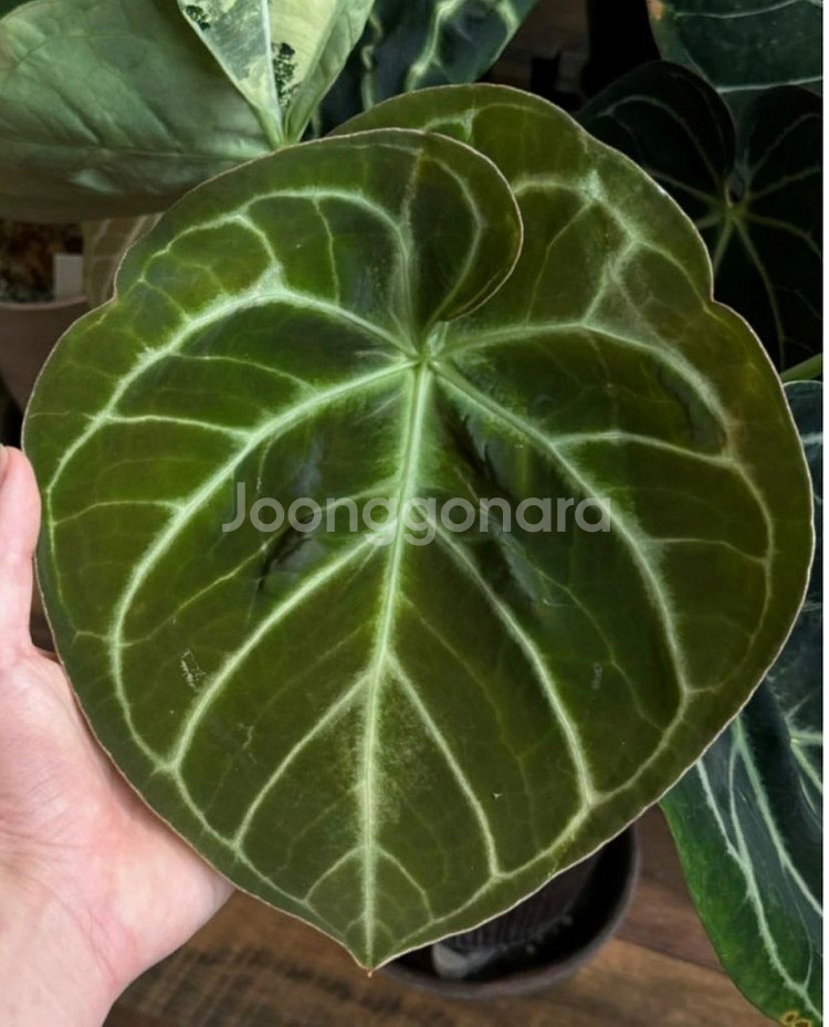 안스리움 도라야끼X테줄라 레드크리스탈리넘--3