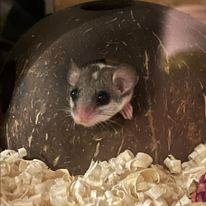 피그미다람쥐 2마리 분양할분 찾아요!!!