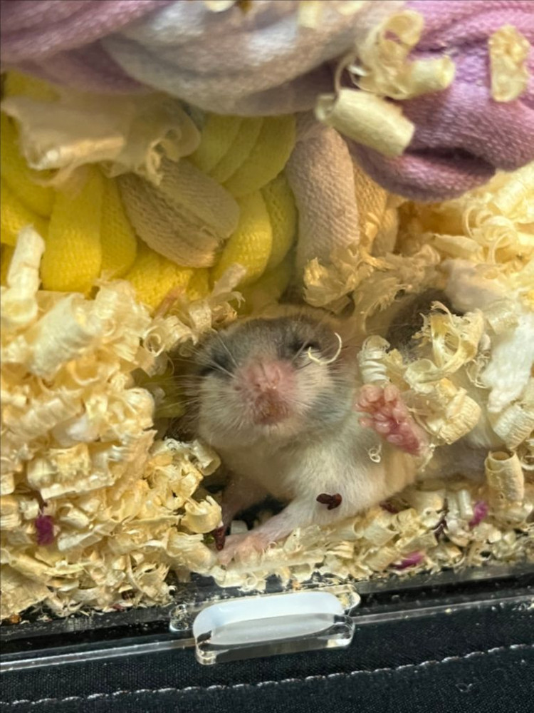피그미다람쥐 2마리 분양할분 찾아요!!! 이미지