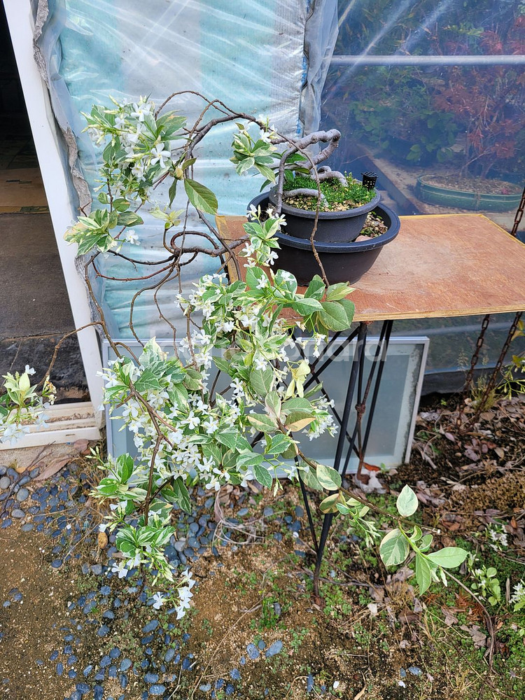 백화등 분재 마삭줄 화분 정원수 인테리어식물 카페화분--0