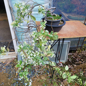 백화등 분재 마삭줄 화분 정원수 인테리어식물 카페화분