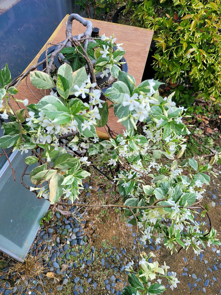 백화등 분재 마삭줄 화분 정원수 인테리어식물 카페화분--6