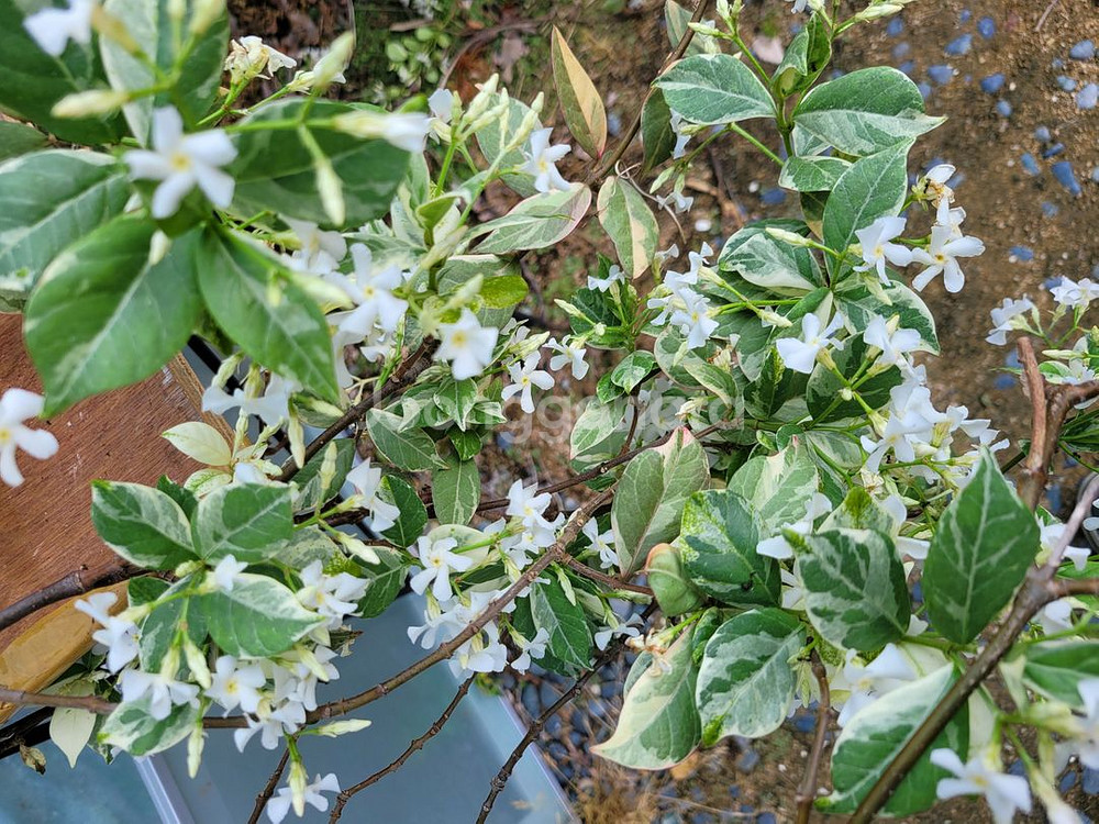 백화등 분재 마삭줄 화분 정원수 인테리어식물 카페화분--4