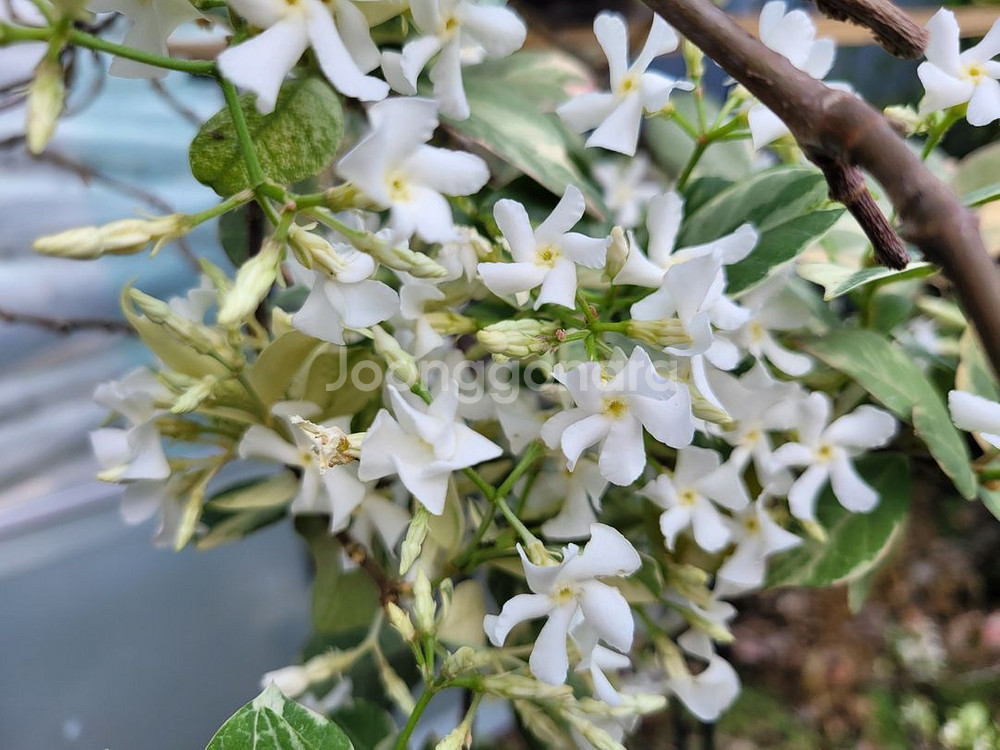 백화등 분재 마삭줄 화분 정원수 인테리어식물 카페화분--1