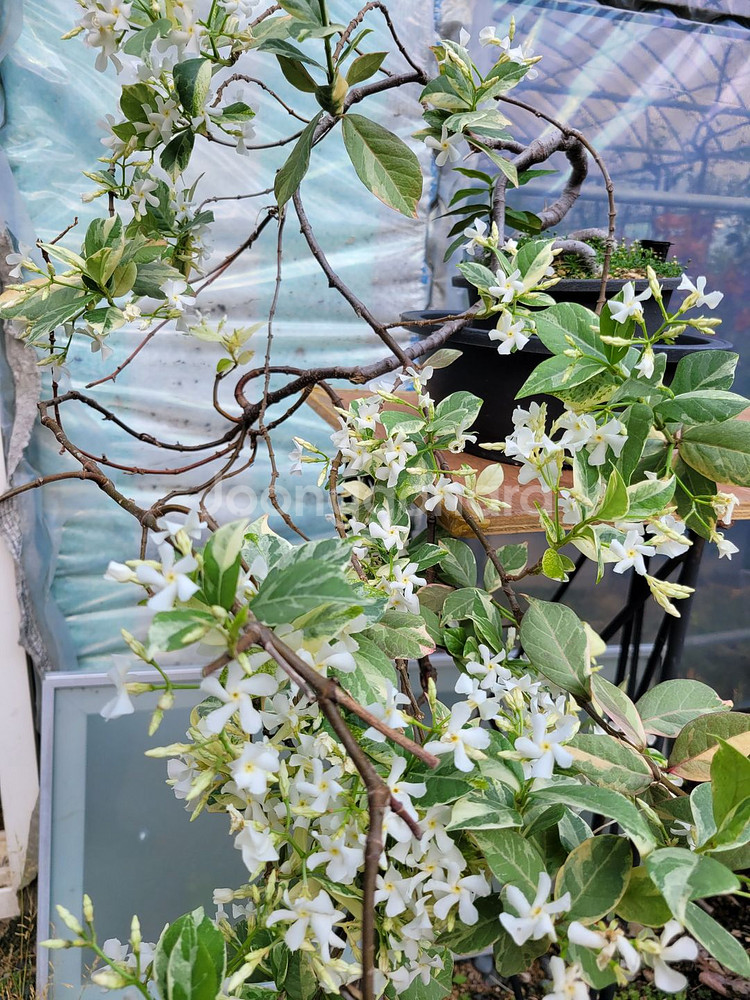 백화등 분재 마삭줄 화분 정원수 인테리어식물 카페화분--5