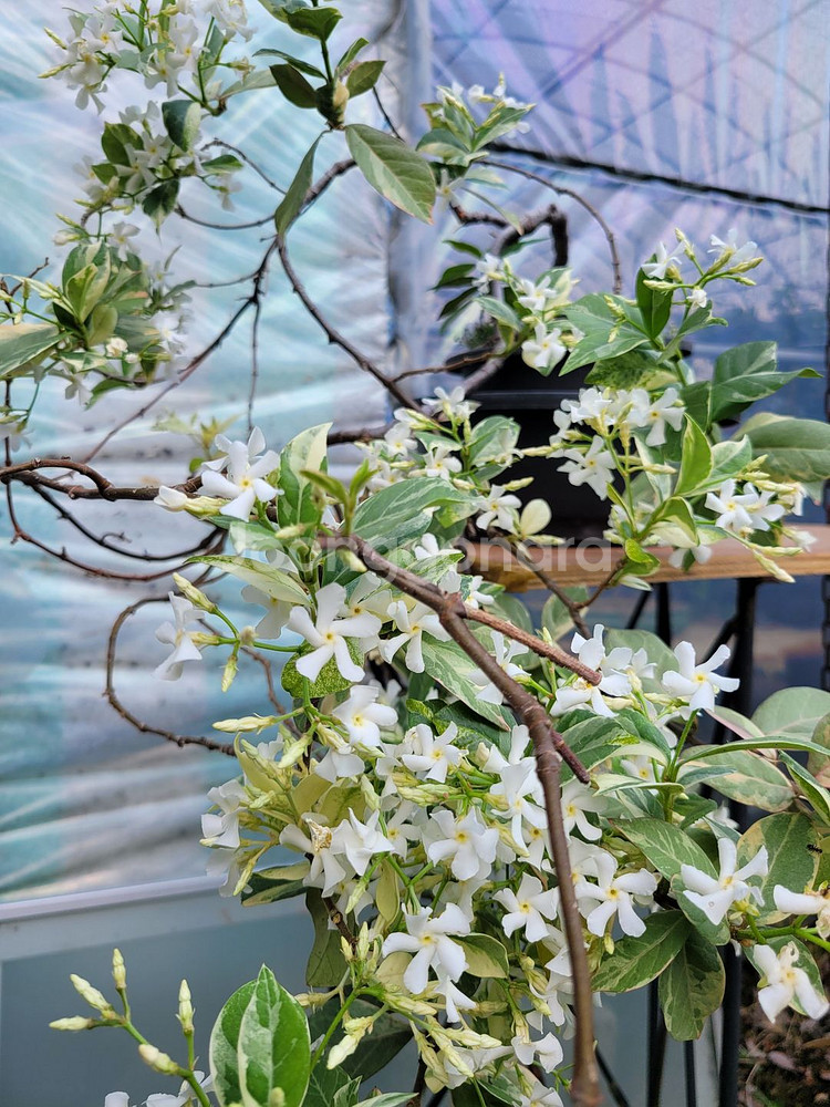 백화등 분재 마삭줄 화분 정원수 인테리어식물 카페화분--3