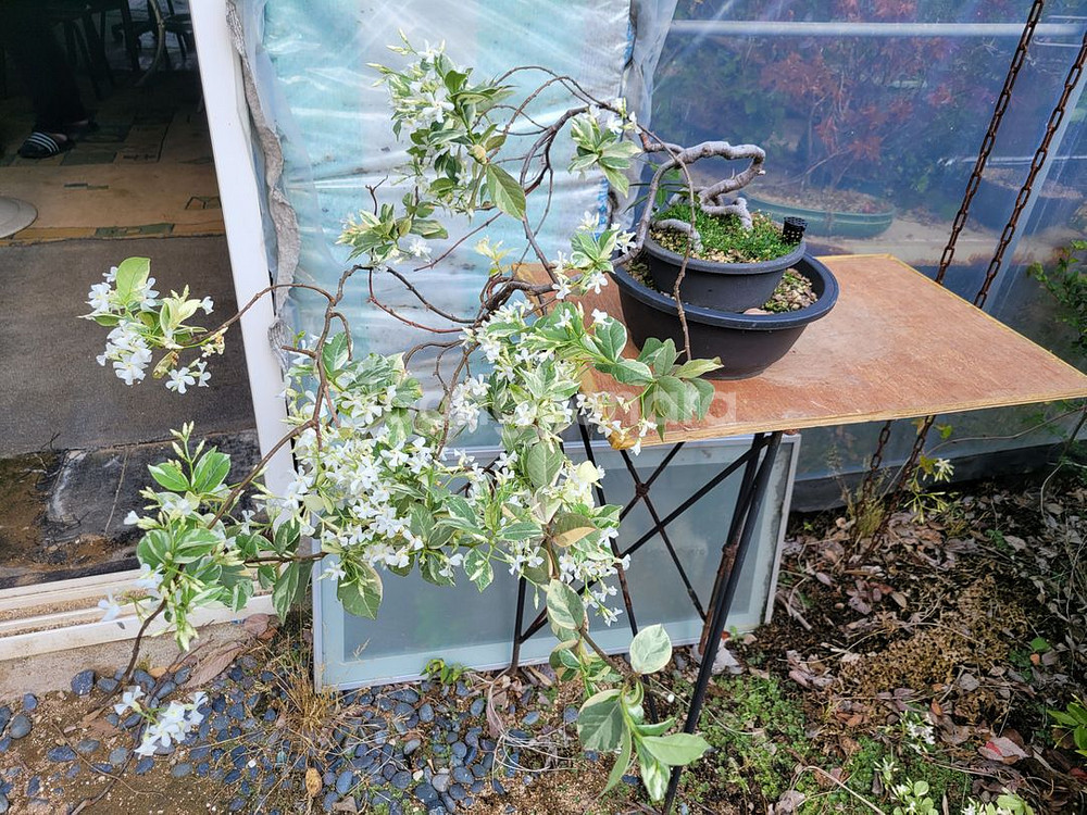 백화등 분재 마삭줄 화분 정원수 인테리어식물 카페화분--2