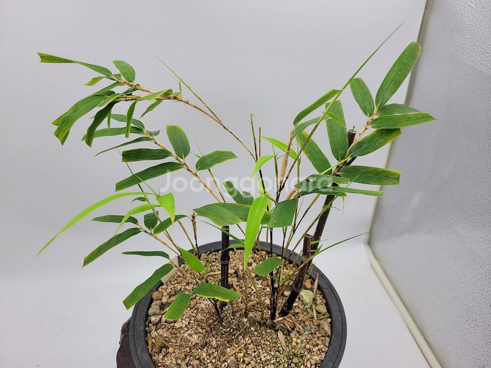오죽 화분 대나무 분재 정원수 인테리어식물 카페화분--0