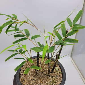 오죽 화분 대나무 분재 정원수 인테리어식물 카페화분