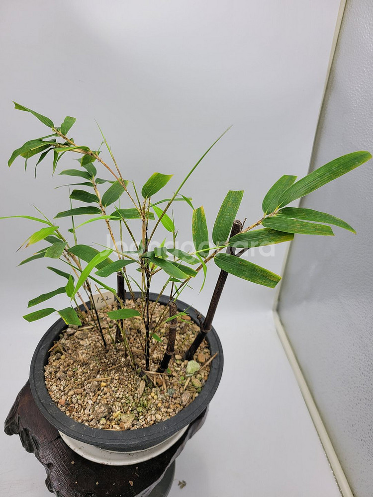 오죽 화분 대나무 분재 정원수 인테리어식물 카페화분--4