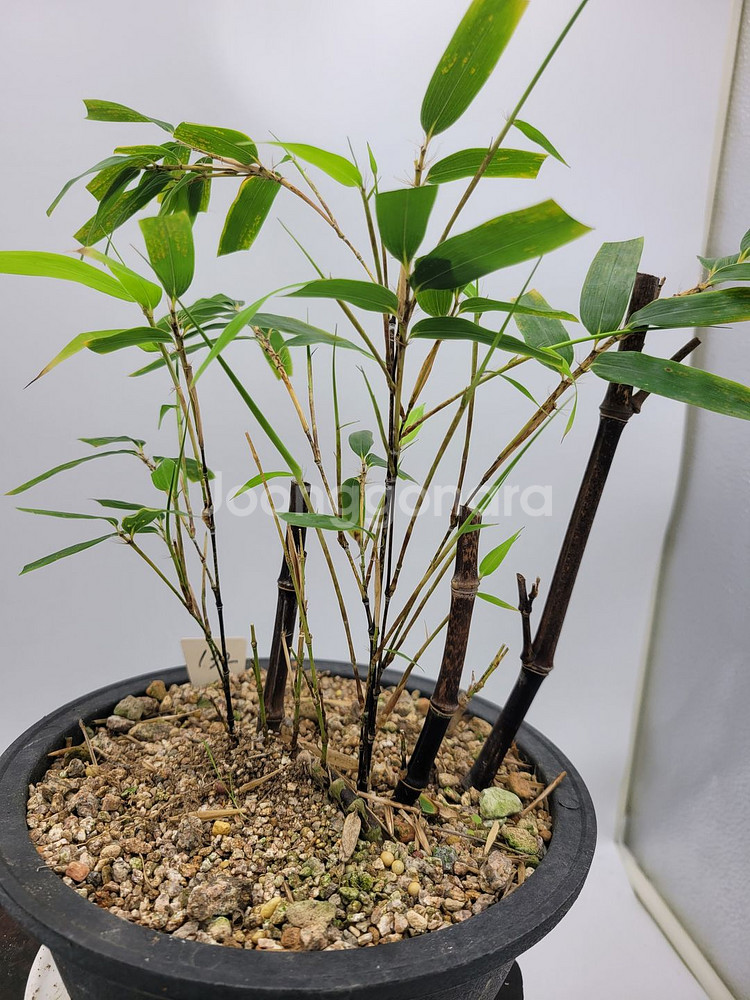 오죽 화분 대나무 분재 정원수 인테리어식물 카페화분--2