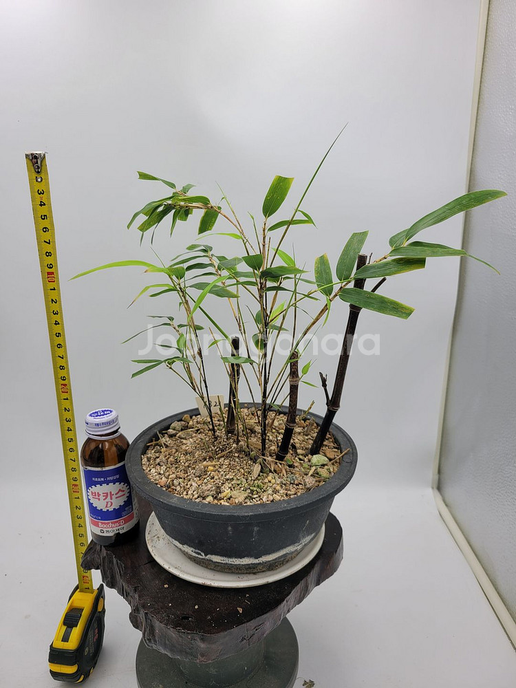 오죽 화분 대나무 분재 정원수 인테리어식물 카페화분--1