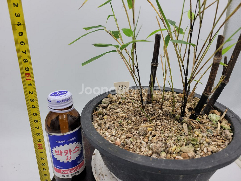 오죽 화분 대나무 분재 정원수 인테리어식물 카페화분--3