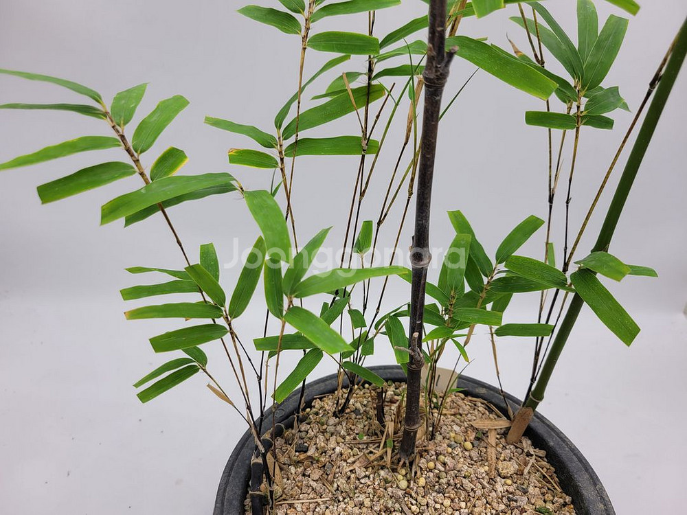 오죽 화분 대나무 분재 카페화분 정원수 인테리어식물--4