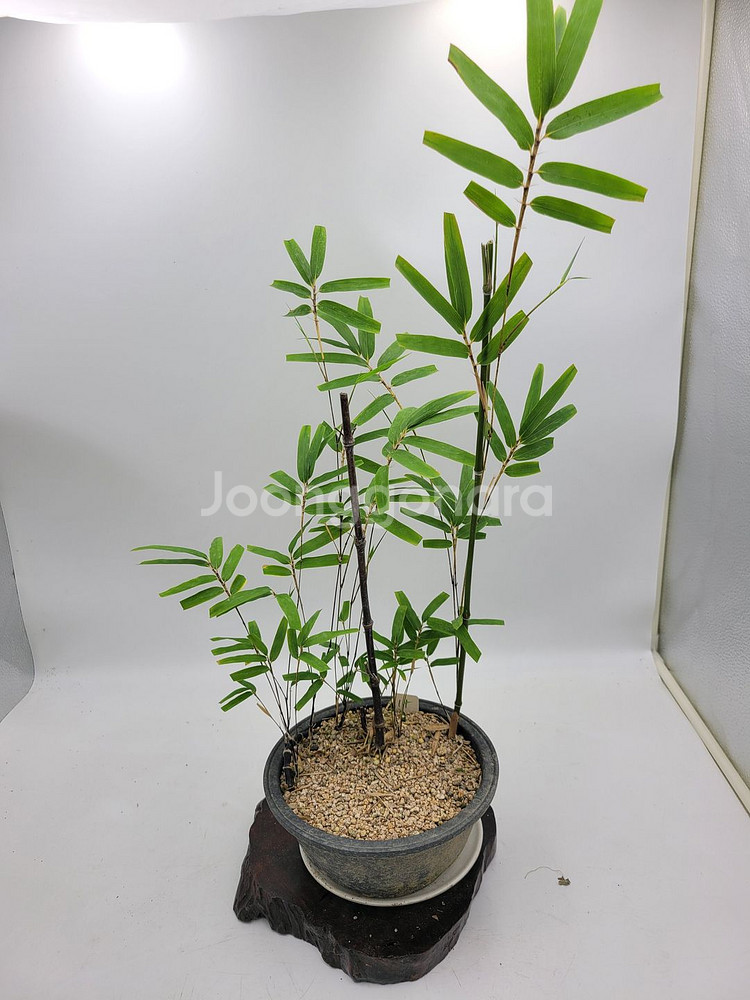 오죽 화분 대나무 분재 카페화분 정원수 인테리어식물--0