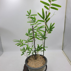오죽 화분 대나무 분재 카페화분 정원수 인테리어식물