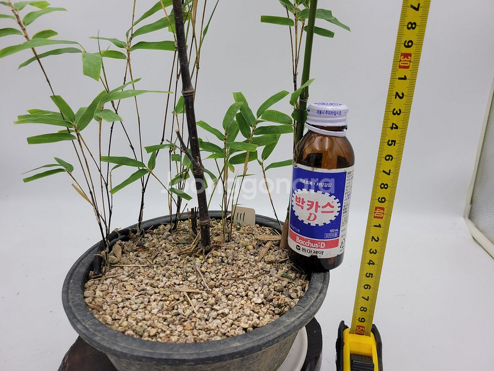 오죽 화분 대나무 분재 카페화분 정원수 인테리어식물--2