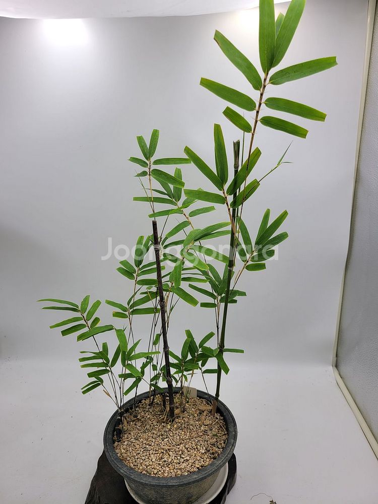 오죽 화분 대나무 분재 카페화분 정원수 인테리어식물--1