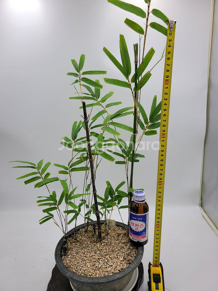 오죽 화분 대나무 분재 카페화분 정원수 인테리어식물--3