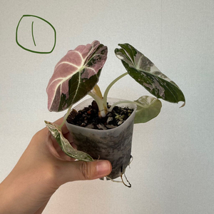 알로카시아 블랙벨벳 핑크 바리에가타