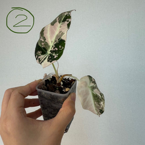 알로카시아 블랙벨벳 핑크 바리에가타