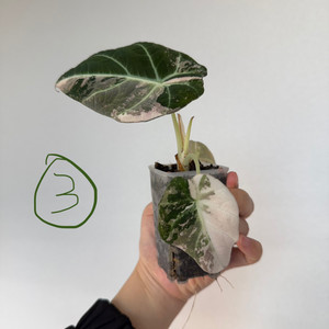 알로카시아 블랙벨벳 핑크 바리에가타