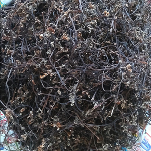 25년 자연산 햇 건고사리 판매합니다.